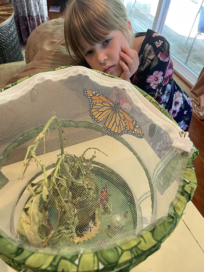 Child watching butterfly